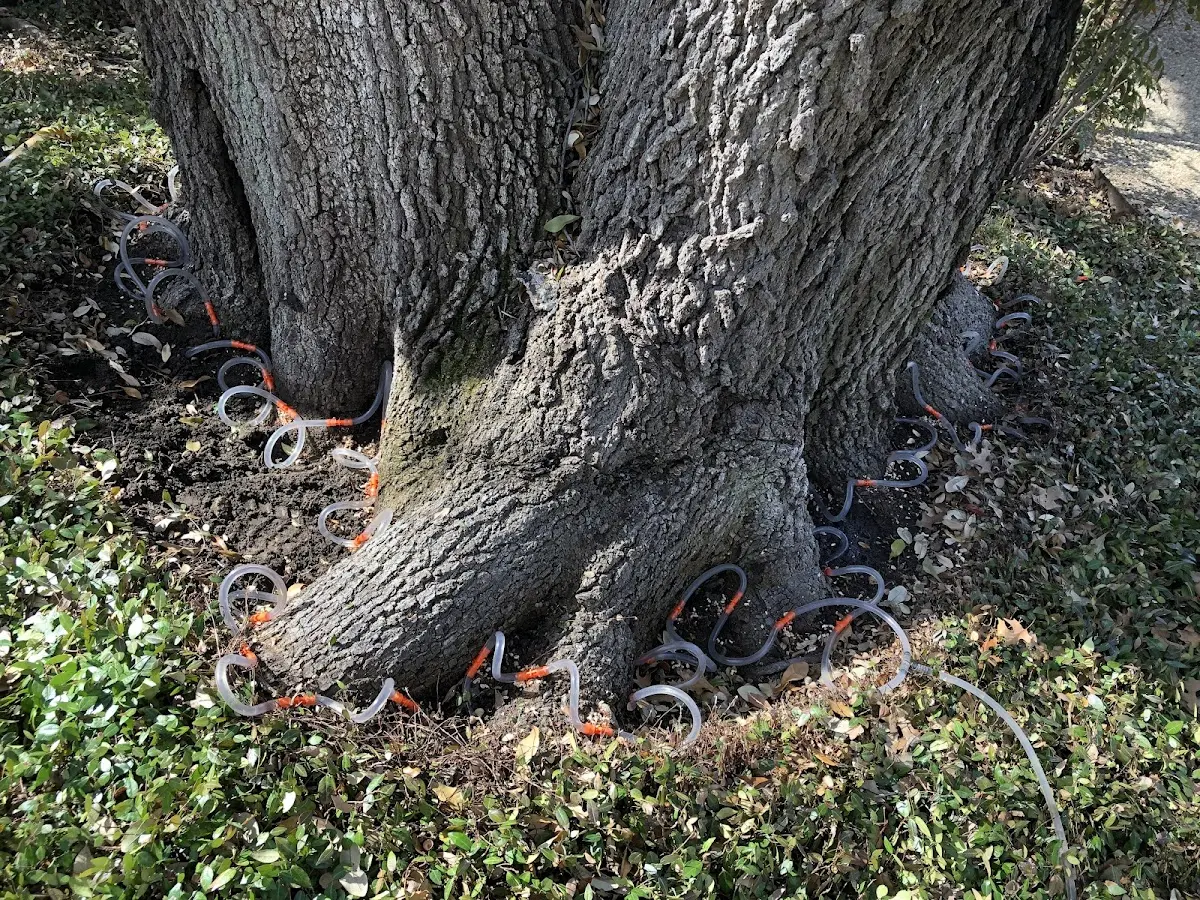 Detailed Tree Cabling and Bracing job site in Viburnum