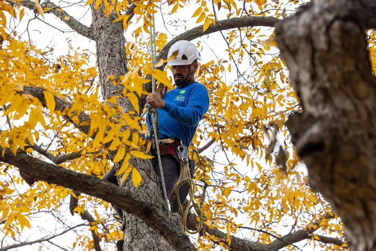 Skilled Tree Planing crew working in Viburnum